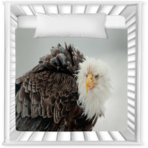 Close Up Portrait Of A Bald Eagle Nursery Decor 59913424