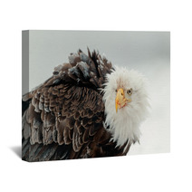 Close Up Portrait Of A Bald Eagle Wall Art 59913424