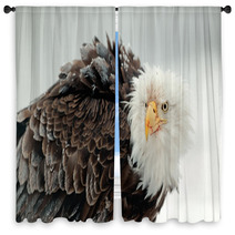 Close Up Portrait Of A Bald Eagle Window Curtains 59913424
