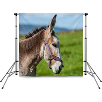 Close-up Portrait Of Grey Fluffy Donkey Backdrops 91409466