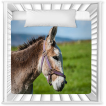 Close-up Portrait Of Grey Fluffy Donkey Nursery Decor 91409466