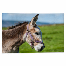 Close-up Portrait Of Grey Fluffy Donkey Rugs 91409466