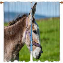 Close-up Portrait Of Grey Fluffy Donkey Window Curtains 91409466