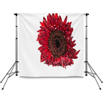 Close Up Red Gerbera Flower On A White Background Backdrops 60596128