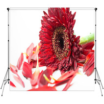Close Up Red Gerbera Flower On A White Background Backdrops 60596273