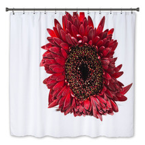 Close Up Red Gerbera Flower On A White Background Bath Decor 60596128