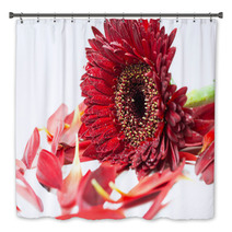 Close Up Red Gerbera Flower On A White Background Bath Decor 60596273