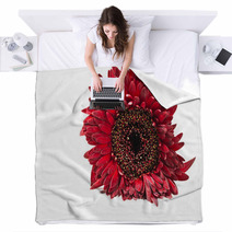 Close Up Red Gerbera Flower On A White Background Blankets 60596128