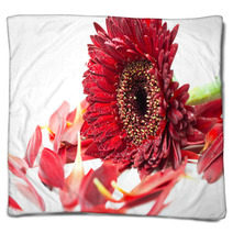 Close Up Red Gerbera Flower On A White Background Blankets 60596273