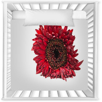 Close Up Red Gerbera Flower On A White Background Nursery Decor 60596128