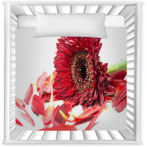 Close Up Red Gerbera Flower On A White Background Nursery Decor 60596273