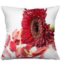 Close Up Red Gerbera Flower On A White Background Pillows 60596273