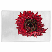 Close Up Red Gerbera Flower On A White Background Rugs 60596128