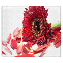 Close Up Red Gerbera Flower On A White Background Rugs 60596273