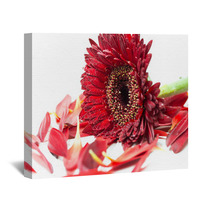 Close Up Red Gerbera Flower On A White Background Wall Art 60596273