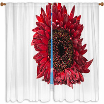Close Up Red Gerbera Flower On A White Background Window Curtains 60596128