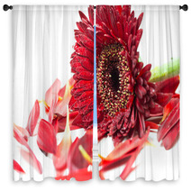 Close Up Red Gerbera Flower On A White Background Window Curtains 60596273