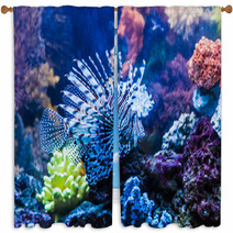Close Up View Of A Venomous Red Lionfish Window Curtains 61333987