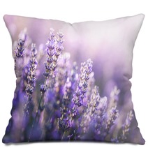 Close Up View Of Lavender In Provence France Pillows 203555264