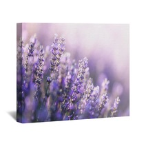 Close Up View Of Lavender In Provence France Wall Art 203555264