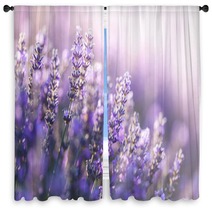 Close Up View Of Lavender In Provence France Window Curtains 203555264