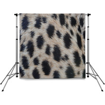 Closeup Fur Pattern Of The Cheetah Backdrops 68920347