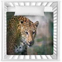 Closeup Jaguar Portrait Nursery Decor 93748716