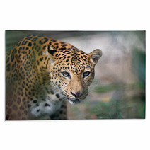 Closeup Jaguar Portrait Rugs 93748716