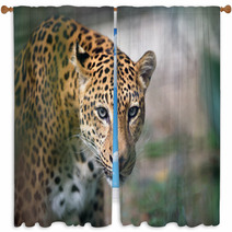 Closeup Jaguar Portrait Window Curtains 93748716