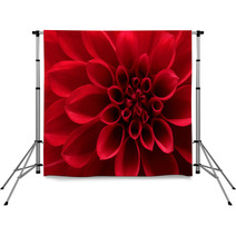 Closeup On Red Dahlia Flower Backdrops 51400953