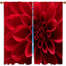 Closeup On Red Dahlia Flower Window Curtains 51400953