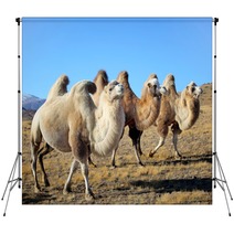 Closeup Photo Three Camels Grazing On The Plains Backdrops 64894603
