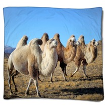 Closeup Photo Three Camels Grazing On The Plains Blankets 64894603