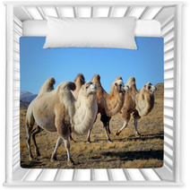 Closeup Photo Three Camels Grazing On The Plains Nursery Decor 64894603
