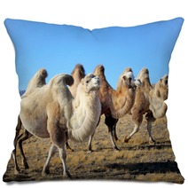 Closeup Photo Three Camels Grazing On The Plains Pillows 64894603