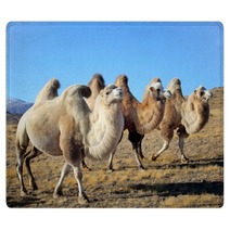 Closeup Photo Three Camels Grazing On The Plains Rugs 64894603