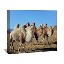 Closeup Photo Three Camels Grazing On The Plains Wall Art 64894603