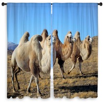 Closeup Photo Three Camels Grazing On The Plains Window Curtains 64894603