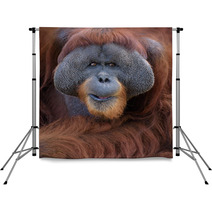 Closeup Portrait Of Adult Male Orangutan Backdrops 85419551