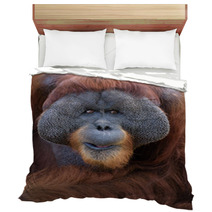 Closeup Portrait Of Adult Male Orangutan Bedding 85419551