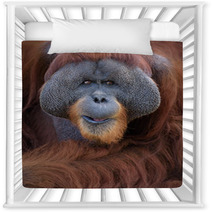 Closeup Portrait Of Adult Male Orangutan Nursery Decor 85419551