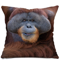Closeup Portrait Of Adult Male Orangutan Pillows 85419551