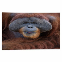 Closeup Portrait Of Adult Male Orangutan Rugs 85419551