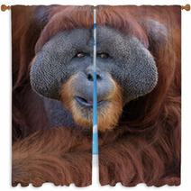Closeup Portrait Of Adult Male Orangutan Window Curtains 85419551