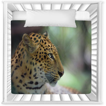 Closeup Portrait Of Jaguar Nursery Decor 94797873