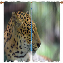 Closeup Portrait Of Jaguar Window Curtains 94797873