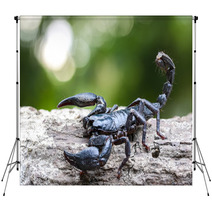 Closeup View Of A Scorpion In Nature. Backdrops 100431975