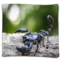 Closeup View Of A Scorpion In Nature. Blankets 100431975