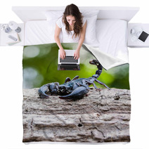 Closeup View Of A Scorpion In Nature. Blankets 100432004