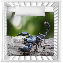 Closeup View Of A Scorpion In Nature. Nursery Decor 100431975